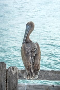 pelican sitting on a wooden fence and watching the ocean in Texas, USA