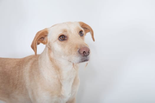 portrait of cute young labrador dog