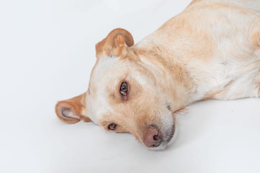 portrait of cute young labrador dog