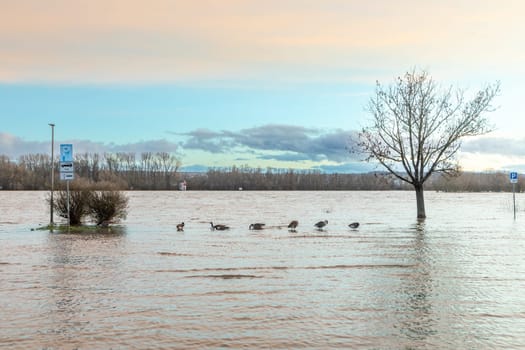 flood at river Rhine in Eltville, Hesse, Germany with ducks and no parking sign in the flooded parking lot in sunset light