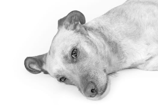 portrait of cute young labrador dog