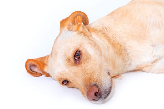 portrait of cute young labrador dog