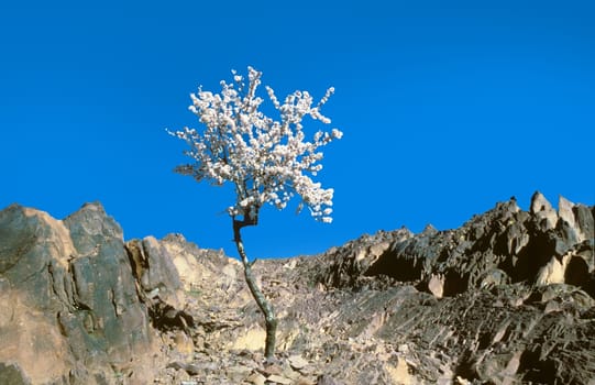 blooming tree in the mountain area at the Atlas mountains in Morocco