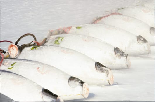 frozen tuna is ready for selling at the fish market in Tokyo, Japan