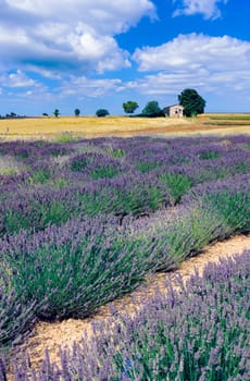 scenic lavender field in the provence, France