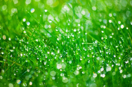 Grass in a meadow with dew drops in the early morning at sunrise