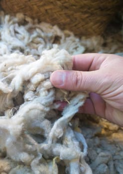 Mature mans hand touching a lock of freshly sheared wool. Raw wool of the fleece from sheeps