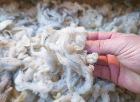 Mature mans hand touching a lock of freshly sheared wool. Raw wool of the fleece from sheeps