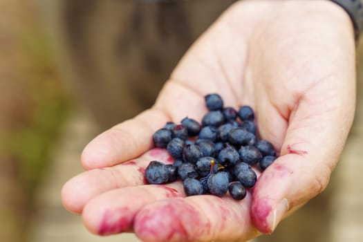 A man's hand holds the berries of freshly picked wild blueberries in the forest.