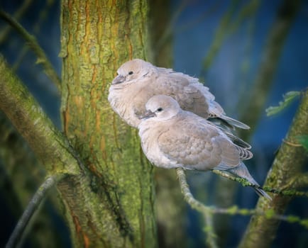 Closeup of a dove couple sitting on a tree