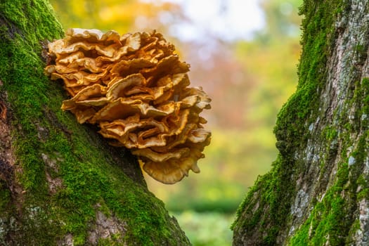 Closeup of a tree fungus on a huge oak tree