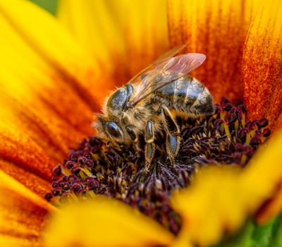 Bee pollinating in a yellow flower blossom