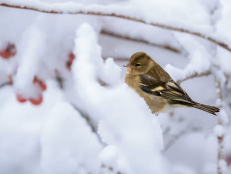 Closeup of a female chaffinch sitting on a snow covered tree