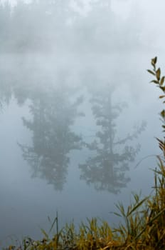 Natural landscape. The grass, the trees on the shore of a lake or river. Reservoirs in the wild.