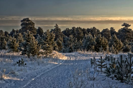 Winter landscape. Trees in the snow. Snow and frost.