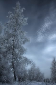 Winter landscape. Trees in the snow. Snow and frost.