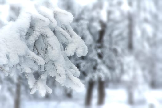 Winter landscape. Trees in the snow. Snow and frost.