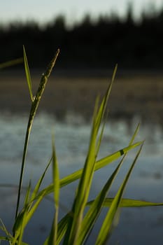 Natural landscape. The grass, the trees on the shore of a lake or river. Reservoirs in the wild.