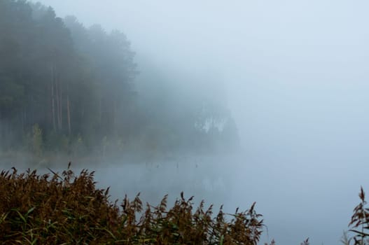 Natural landscape. The grass, the trees on the shore of a lake or river. Reservoirs in the wild.