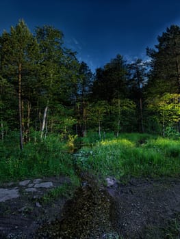 Natural landscape. Grass and trees in the forest. Untouched nature, sunset.