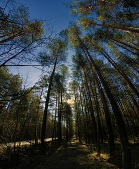 Natural landscape. Grass and trees in the forest. Untouched nature, sunset.