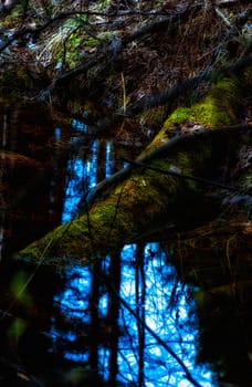 Natural landscape. Grass and trees in the forest. Untouched nature, sunset.