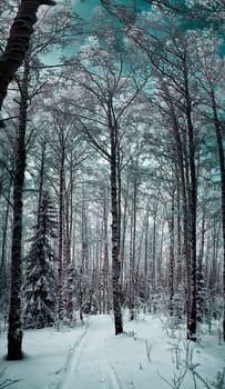 Winter landscape. Trees in the snow. Snow and frost.