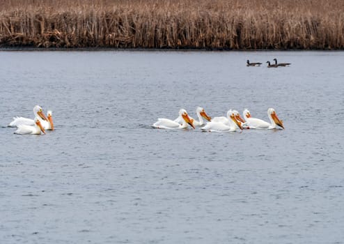 A Large Group of White Pelicans in a Pond in the Horicon Marsh in Wisconsin