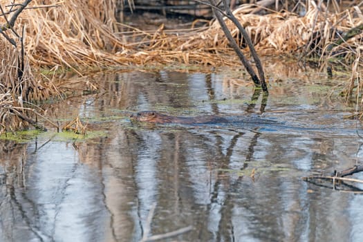 A Young Beaver Swimming in a Marshland in the Trempealeau National Wildlife Refuge in Wisconsin