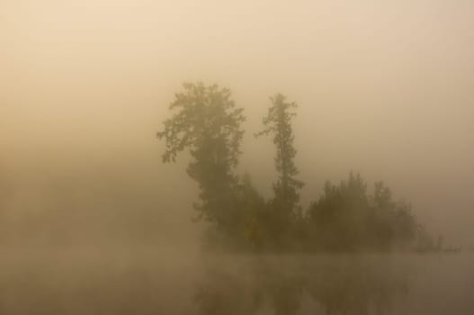 Natural landscape. Grass and trees in the forest. Untouched nature, sunset.