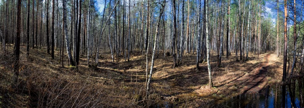 Natural landscape. Grass and trees in the forest. Untouched nature, sunset.
