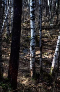 Natural landscape. Grass and trees in the forest. Untouched nature, sunset.