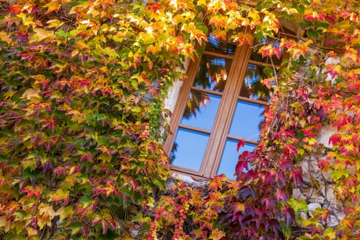 Window surrounded by ivy vine with autumn colors facade