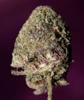 Cannabis legalization in Deutschland 2023 wann ist Kiffen legal? Cannabis bud super Lemon Haze skunk medical grass rauchen ohne ende macro background high quality focus stack fifty megapixels prints