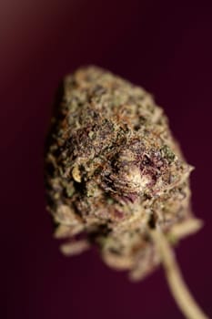 Cannabis legalization in Deutschland 2023 wann ist Kiffen legal? Cannabis bud super Lemon Haze skunk medical grass rauchen ohne ende macro background high quality focus stack fifty megapixels prints