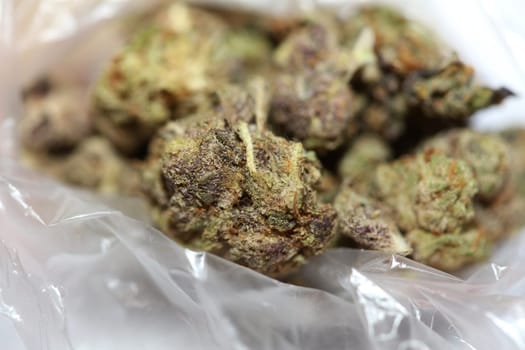 Cannabis buds macro super cali variety medical marihuana Covid19 quarantine stuff fifty megapixels modern botanical instant prints