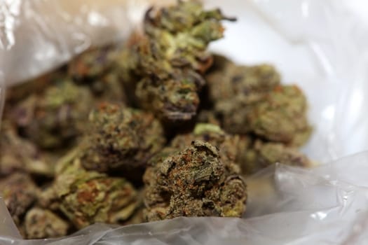 Cannabis buds macro super cali variety medical marihuana Covid19 quarantine stuff fifty megapixels modern botanical instant prints