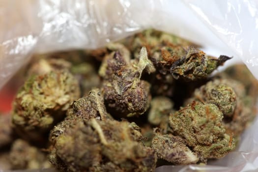 Cannabis buds macro super cali variety medical marihuana Covid19 quarantine stuff fifty megapixels modern botanical instant prints