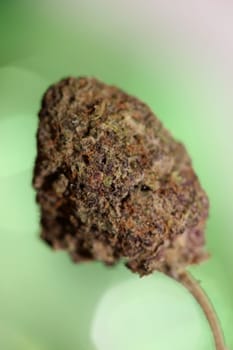Cannabis legalization in Deutschland 2023 wann ist Kiffen legal? Cannabis bud super Lemon Haze skunk medical grass rauchen ohne ende macro background high quality focus stack fifty megapixels prints