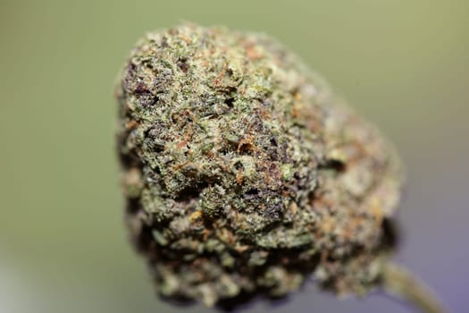Cannabis legalization in Deutschland 2023 wann ist Kiffen legal? Cannabis bud super Lemon Haze skunk medical grass rauchen ohne ende macro background high quality focus stack fifty megapixels prints