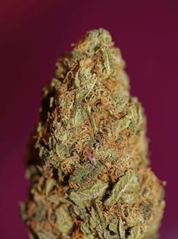 Cannabis bud strawberry haze close up background focus stack high quality prints high quality cannabis legalization in netherlands 2023 wann ist Kiffen legalization