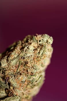 Cannabis bud strawberry haze close up background focus stack high quality prints high quality cannabis legalization in netherlands 2023 wann ist Kiffen legalization