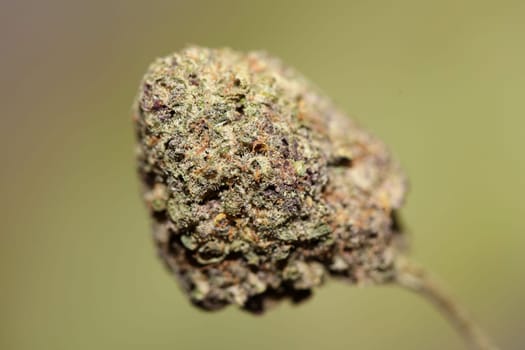 Cannabis legalization in Deutschland 2023 wann ist Kiffen legal? Cannabis bud super Lemon Haze skunk medical grass rauchen ohne ende macro background high quality focus stack fifty megapixels prints