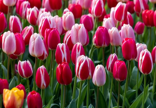 red and pink tulips blooming in a garden
