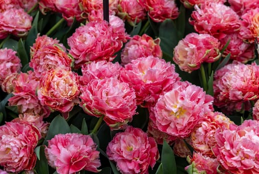 White and red tulip called Chique Elegance, Crispa group. Tulips are divided into groups that are defined by their flower features