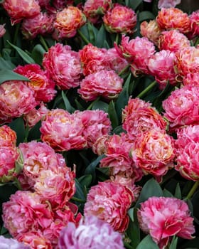 White and red tulip called Chique Elegance, Crispa group. Tulips are divided into groups that are defined by their flower features