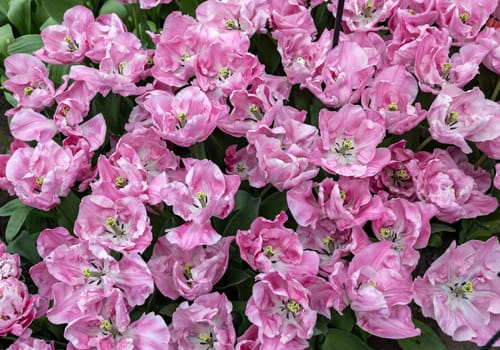 Pink tulip called 325-SV-05-1 Double Early group. Tulips are divided into groups that are defined by their flower features