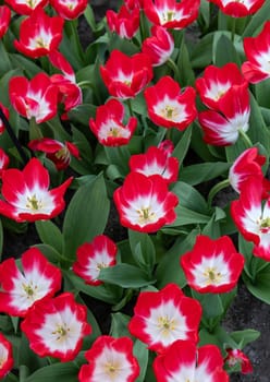 White and red tulip called Pipi, Triumph group. Tulips are divided into groups that are defined by their flower features