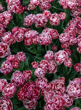 White and red tulip called 530-SL-05-3. Double Early group. Tulips are divided into groups that are defined by their flower features