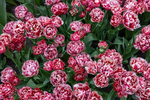 White and red tulip called 530-SL-05-3. Double Early group. Tulips are divided into groups that are defined by their flower features